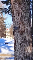 Sitta europaea asiatica