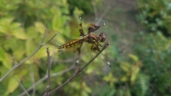 Palpopleura
