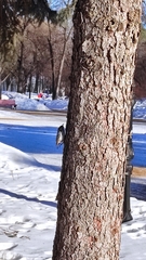 Sitta europaea asiatica