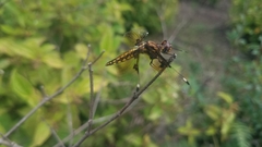 Palpopleura