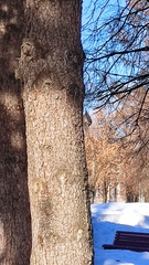 Sitta europaea asiatica