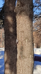 Sitta europaea asiatica