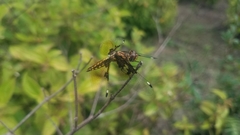 Palpopleura