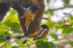 Dendrocitta vagabunda