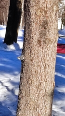 Sitta europaea asiatica