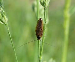 Ectobius lapponicus