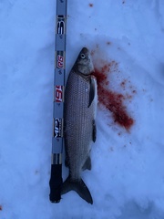Coregonus clupeaformis
