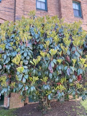 Photinia serrulata