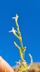 Chascanum