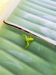 Thomisidae