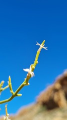 Chascanum