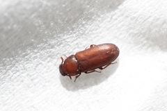 Tribolium castaneum