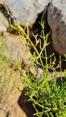 Chascanum