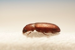 Tribolium castaneum