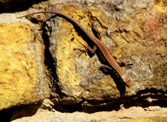 Podarcis muralis