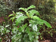 Solanum inaequilaterum