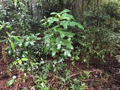 Solanum inaequilaterum