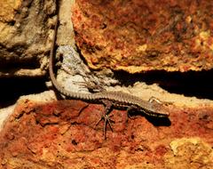 Podarcis muralis
