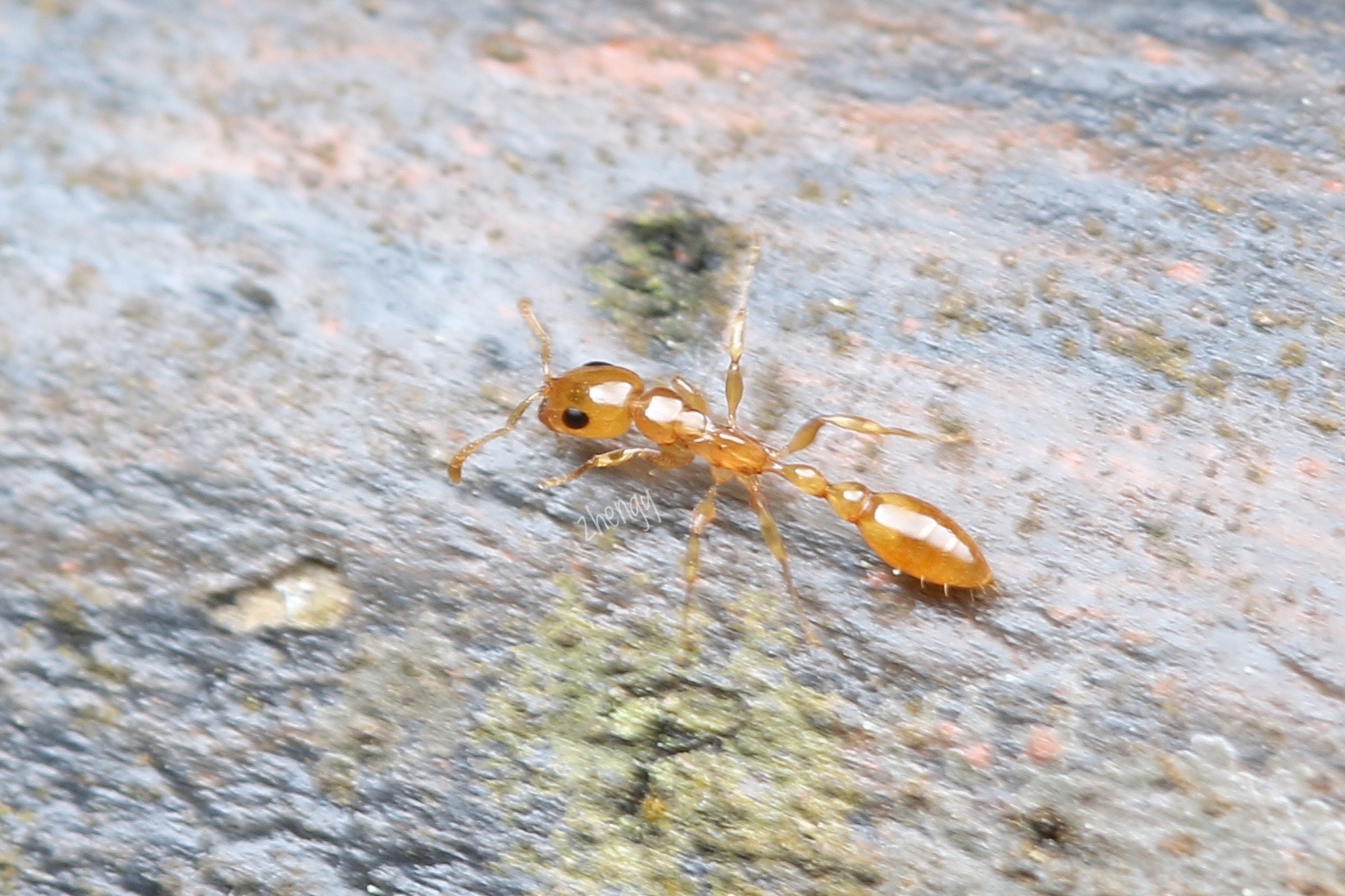 Tetraponera modesta