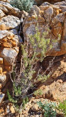 Euryops subcarnosus vulgaris