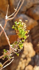 Euryops subcarnosus vulgaris