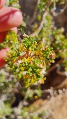 Euryops subcarnosus vulgaris