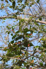 Sageretia elegans