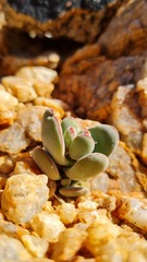 Crassula sericea