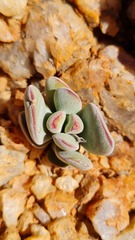 Crassula sericea