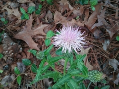 Cirsium repandum