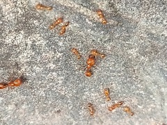 Solenopsis geminata