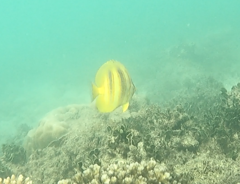 Chaetodon rainfordi