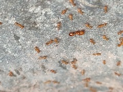Solenopsis geminata