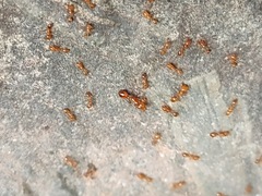 Solenopsis geminata