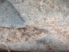 Solenopsis geminata