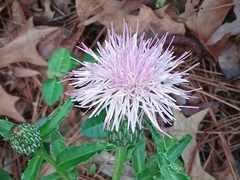 Cirsium repandum