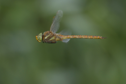 Rudasis laumžirgis nuotrauka
