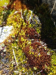 Imbribryum alpinum