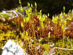 Imbribryum alpinum
