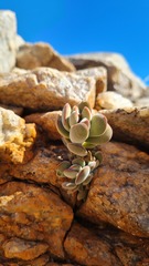 Crassula sericea