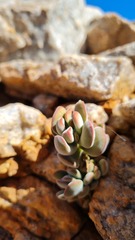 Crassula sericea