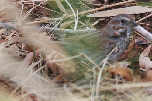 Song Sparrow photographed in Nevada