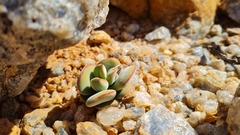 Crassula sericea