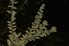 Ozothamnus rufescens