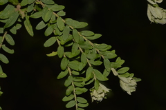Ozothamnus rufescens