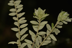 Ozothamnus rufescens