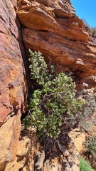 Pentatrichia petrosa