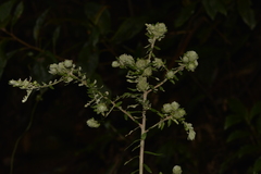 Ozothamnus rufescens
