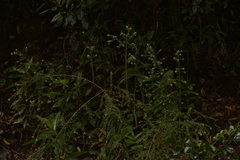 Ozothamnus rufescens