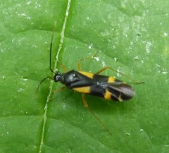 Dryophilocoris flavoquadrimaculatus